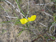Utricularia cornuta