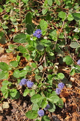 Ceanothus tomentosus tomentosus