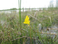 Utricularia cornuta