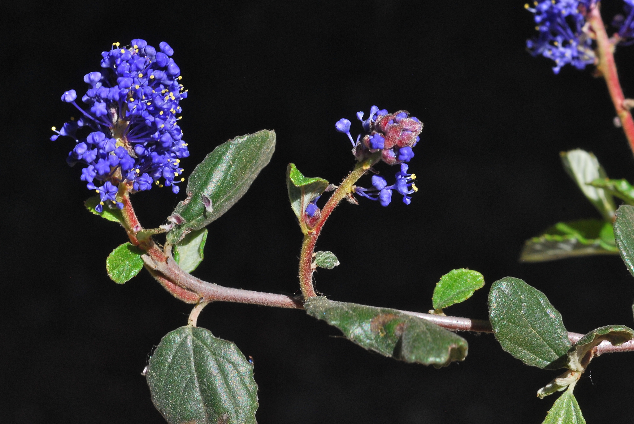 Ceanothus tomentosus