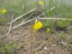 Utricularia cornuta