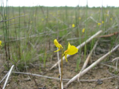 Utricularia cornuta