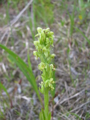Platanthera aquilonis