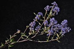 Ceanothus tomentosus tomentosus