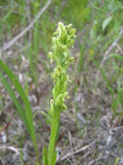 Platanthera aquilonis