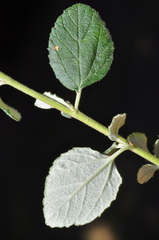 Ceanothus tomentosus tomentosus