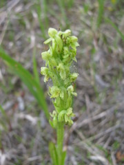 Platanthera aquilonis