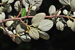 Ceanothus tomentosus tomentosus