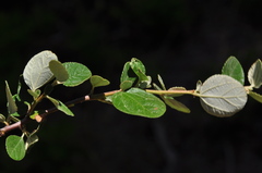 Ceanothus tomentosus tomentosus