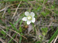 Parnassia parviflora