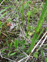 Parnassia parviflora