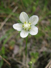 Parnassia parviflora