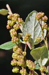 Ceanothus tomentosus tomentosus