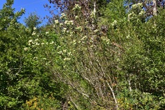 Ceanothus velutinus laevigatus