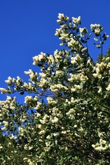 Ceanothus velutinus laevigatus