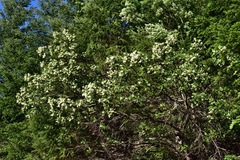 Ceanothus velutinus laevigatus