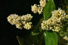 Ceanothus velutinus laevigatus