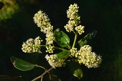Ceanothus velutinus laevigatus