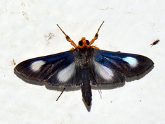 Omiodes grandis