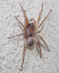 Allocosa