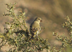 Spinus crassirostris