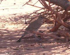 Pseudoseisura gutturalis