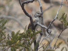 Pseudasthenes steinbachi