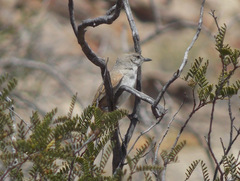 Pseudasthenes steinbachi