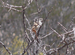 Pseudasthenes steinbachi