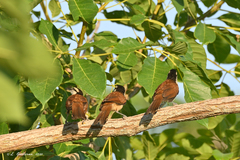 Campylorhynchus chiapensis