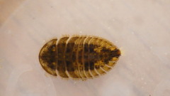 Ectopria nervosa