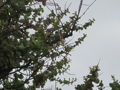 Zosterops lateralis chloronotus