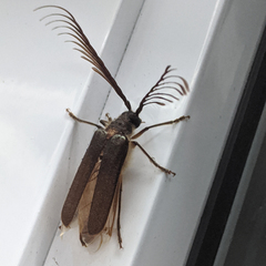 Enneaphyllus aeneipennis