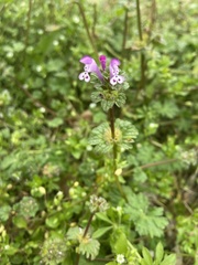 Lamium amplexicaule