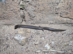 Hemiergis talbingoensis