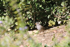 Zonotrichia leucophrys