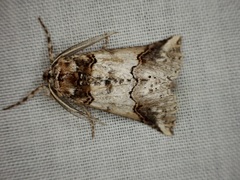 Declana junctilinea