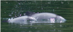 Cephalorhynchus eutropia