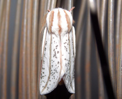 Giacomellia bilineata