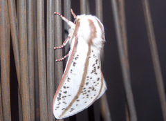 Giacomellia bilineata