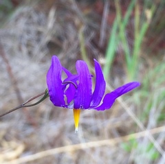 Conanthera bifolia