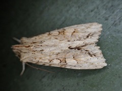 Ichneutica mollis