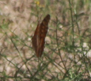 Nymphalidae