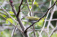 Vireo chivi