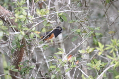 Pipilo erythrophthalmus alleni