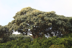 Macrolearia lyallii