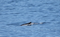 Phocoena spinipinnis