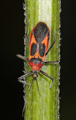Castolus
