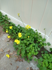 Oxalis pes-caprae