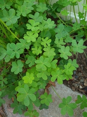 Oxalis pes-caprae